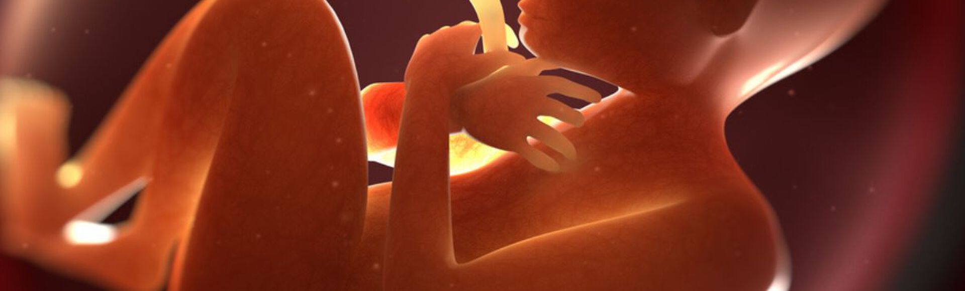 Ilustração que mostra bebê dentro da barriga
