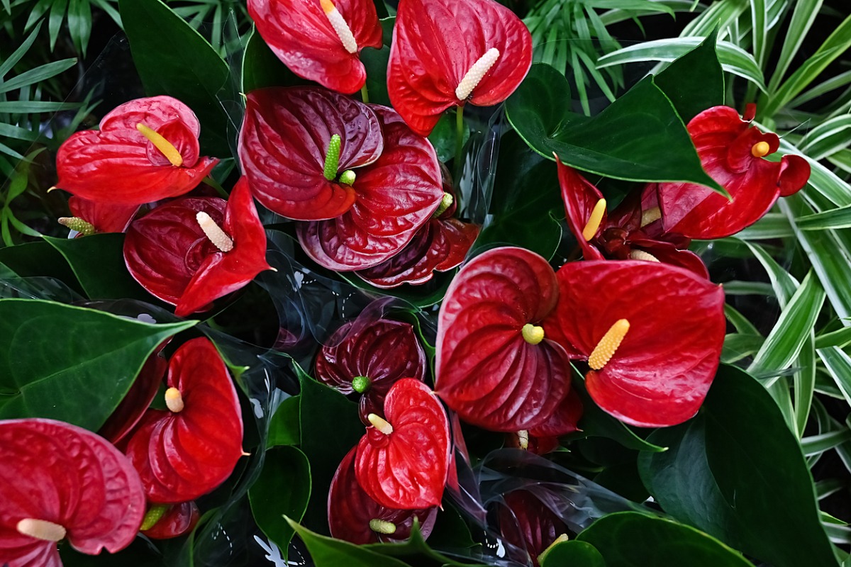 Planta anturio com flor vermelha e folhagem verde