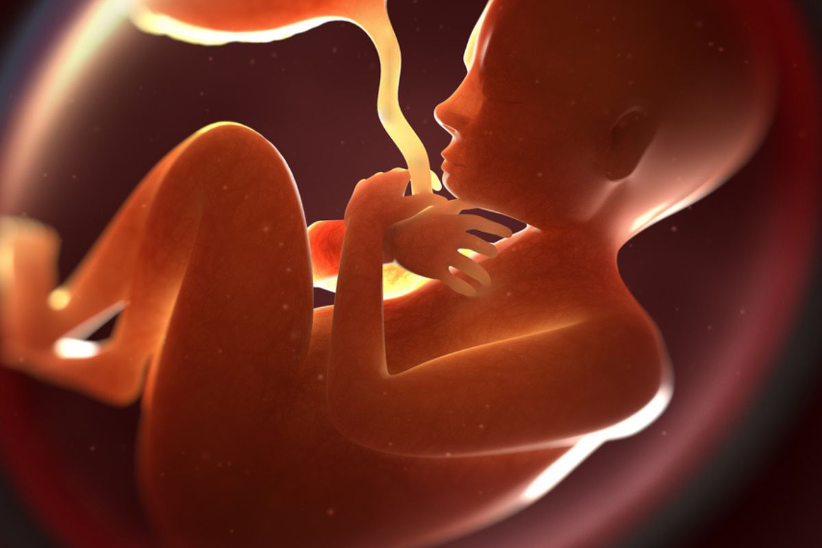 Perspectiva artística de feto dentro da barriga da mãe